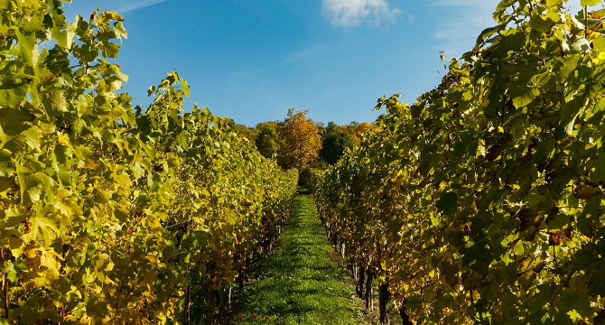 テロワールを知ることでワイン選びが楽しくなるイメージ