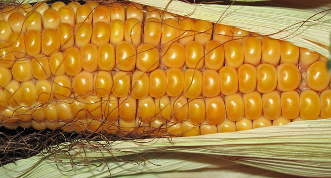 カナディアンウイスキーのライ麦イメージ