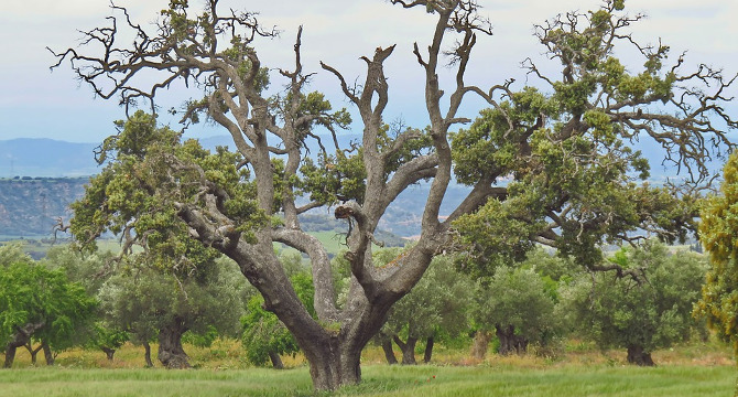 サントリー山崎蒸溜所と白州蒸溜所のウイスキー樽イメージ