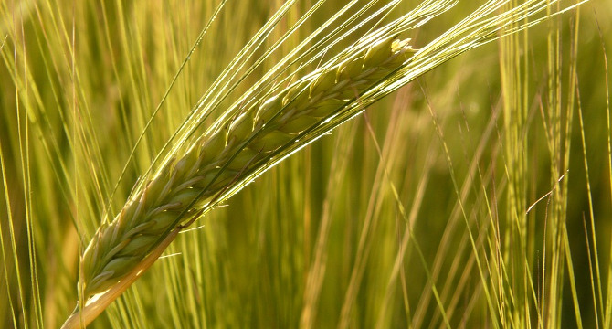 世界5大ウイスキーの飲み比べイメージ