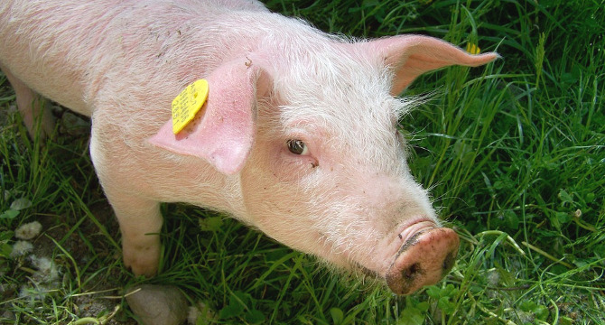 日本酒と他のお酒のカロリー・糖質を比較した表のイメージ