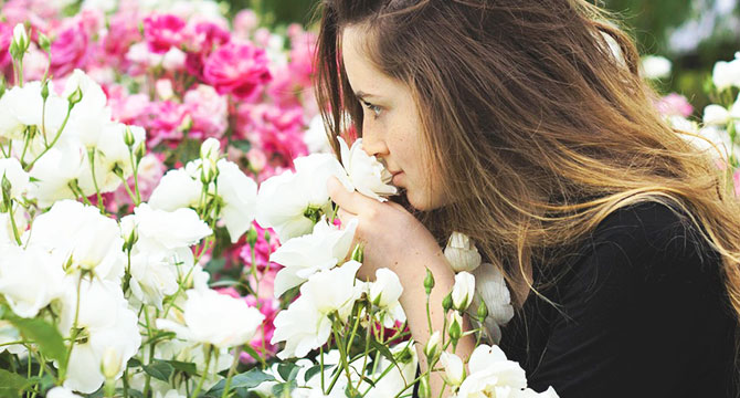 サッカロマイセスセレビシエ酵母のイメージ