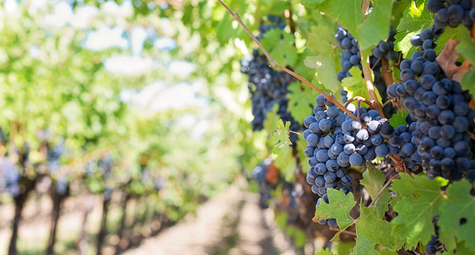 自然発酵ワインのブドウ畑と天然酵母のイメージ