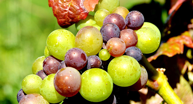 シャトー・ディケムの品質管理のイメージ