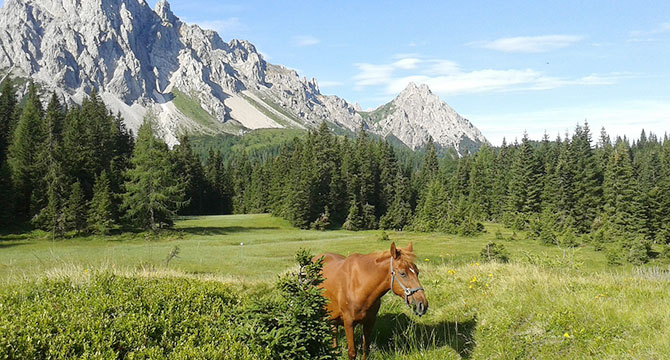 フリウリ・ヴェネツィア・ジューリア州の白ワイン畑イメージ