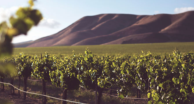 シャンパンのグレード・生産者による種類の違いを示すイメージ