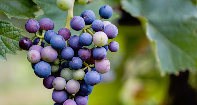 おすすめシャンパン銘柄と有名メゾンの特徴を紹介するイメージ