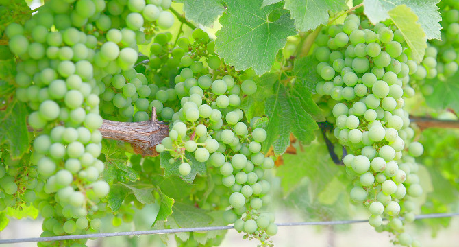 ワインの味わいをソムリエがテイスティング