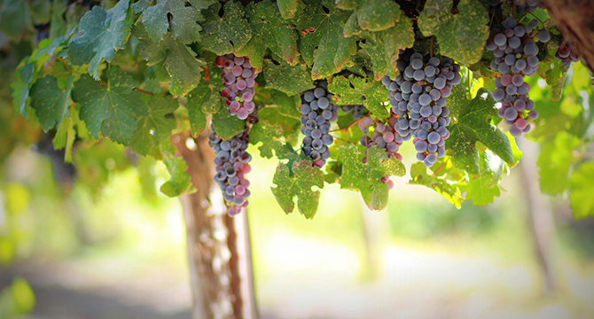山梨県の甲州ブドウ畑とワイナリーのイメージ