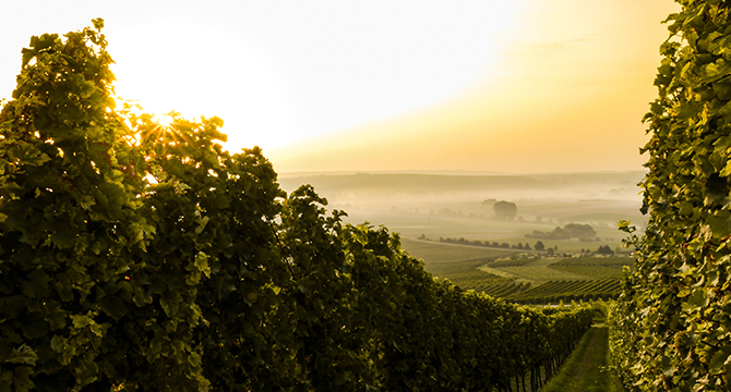 山形県のデラウェアとスパークリングワインのイメージ
