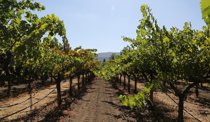 オーパスワンの畑とワイナリー