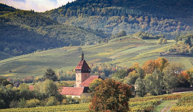 ブドウの樹と風景