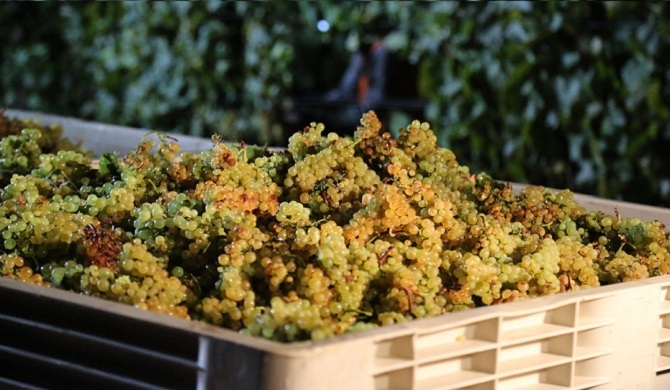 こだわりの生産方法