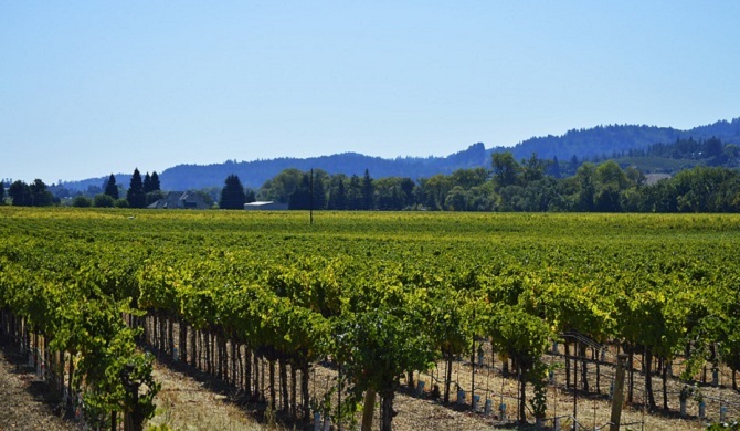 ブドウ畑の景色