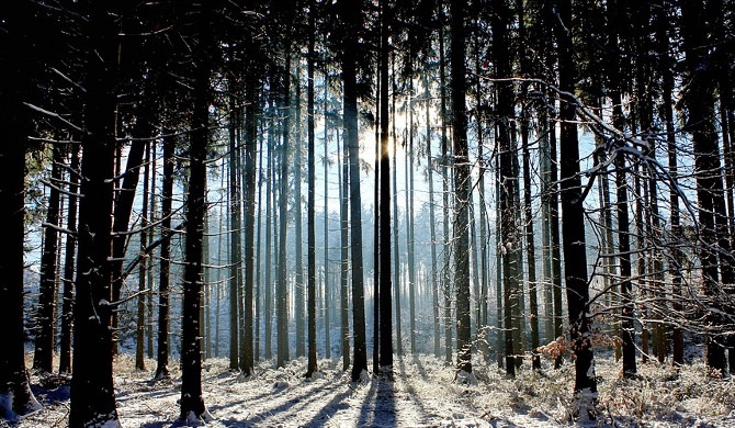 光を受ける林