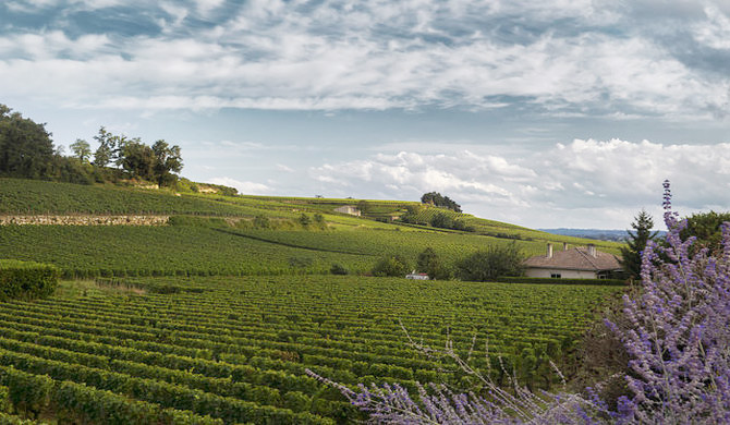 サン=テミリオンのブドウ畑