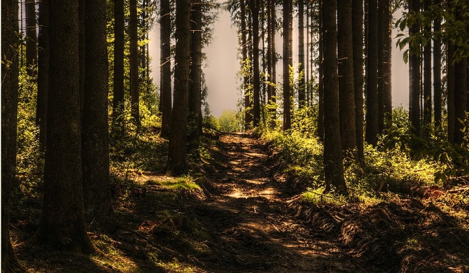 森と小道の風景