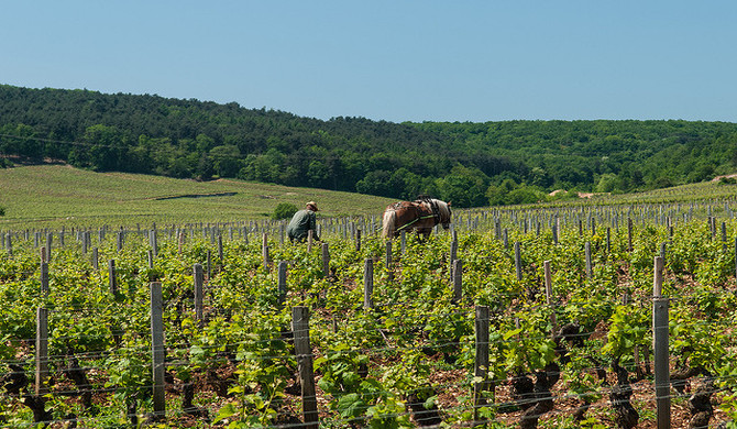 ワイン畑の風景