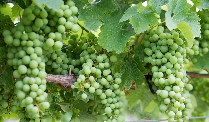 シャルドネの畑