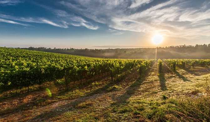 傑出した良年！「サロン 1990年」の魅力と買取相場 - サケウル