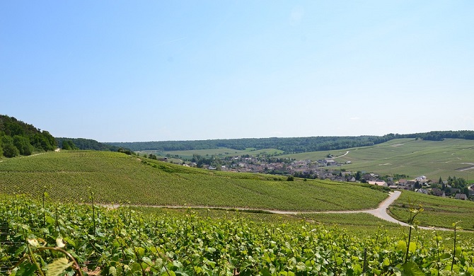 シャンパーニュ地方ブドウ畑