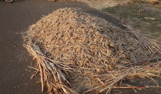 幻の中国国酒！「貴州茅台酒 サンフラワー」の魅力と買取相場