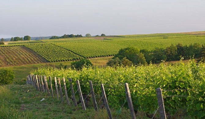 ぶどう畑の風景