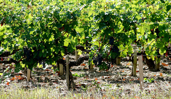 シャトーマルゴーの畑